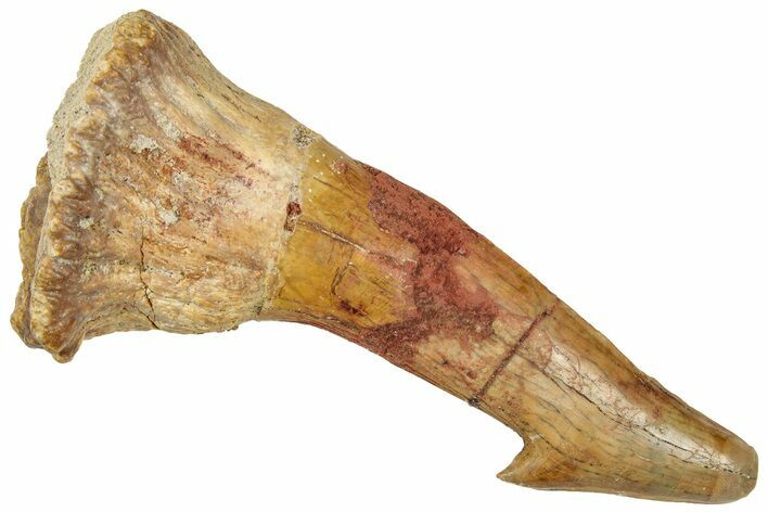 Fossil Sawfish (Onchopristis) Rostral Barb - Morocco #322876
